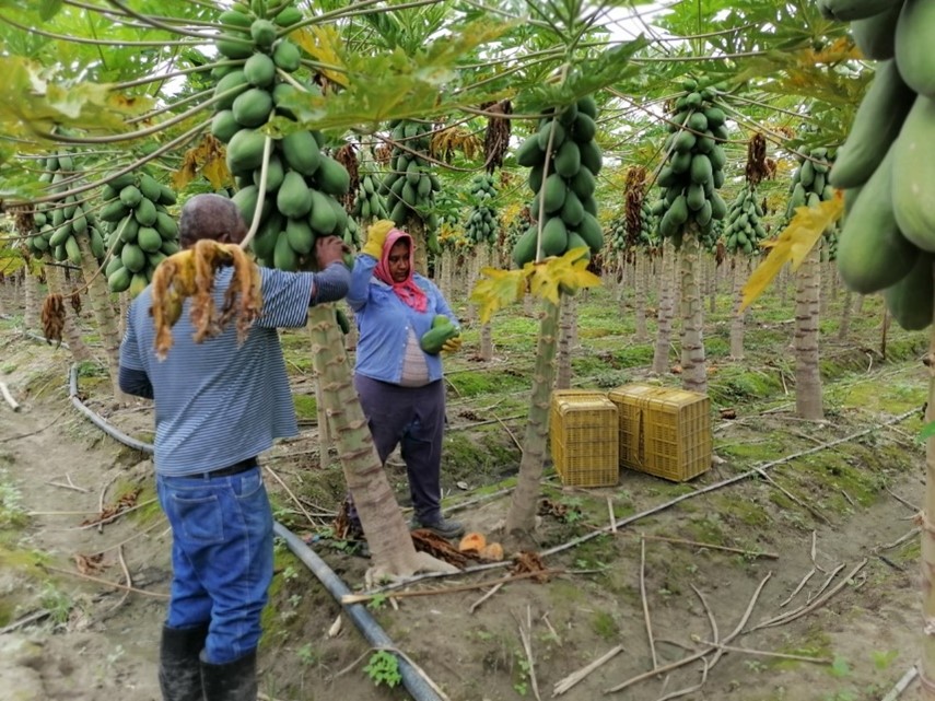 fruta